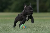 Jackie, a male French Bulldog for sale in Kinsman, OH – Photo 8 of 9