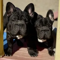 Jackie, a male French Bulldog for sale in Kinsman, OH – Photo 5 of 10