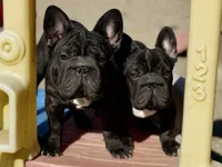 Jackie, a male French Bulldog for sale in Kinsman, OH – Photo 6 of 9