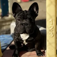 Jackie, a male French Bulldog for sale in Kinsman, OH – Photo 3 of 10