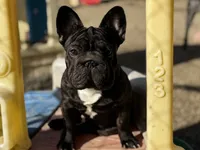 Jackie, a male French Bulldog for sale in Kinsman, OH – Photo 2 of 9