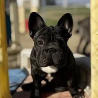 Jackie, a male French Bulldog for sale in Kinsman, OH – Photo 1 of 10