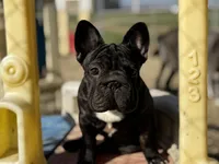 Jackie, a male French Bulldog for sale in Kinsman, OH – Photo 4 of 9