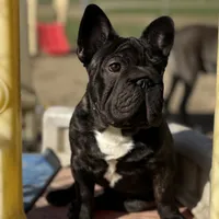 Jackie, a male French Bulldog for sale in Kinsman, OH – Photo 4 of 10