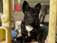 Jackie, a male French Bulldog for sale in Kinsman, OH – Photo 3 of 9