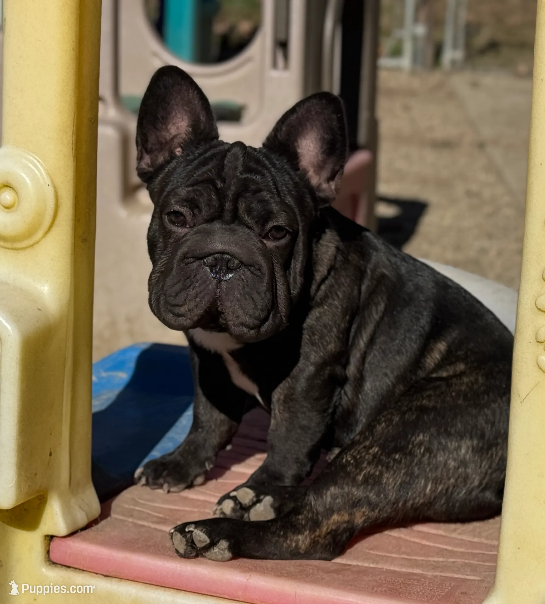 Jackie, a male French Bulldog for sale in Kinsman, OH – Photo 9 of 9
