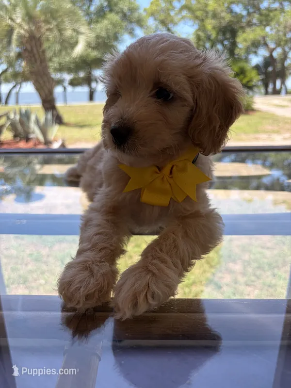 mini golden doodle – English Goldendoodle puppy for sale in Panama City, FL