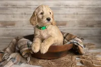 Green Male, a male Goldendoodle for sale in Colorado Springs, CO – 2 of 3