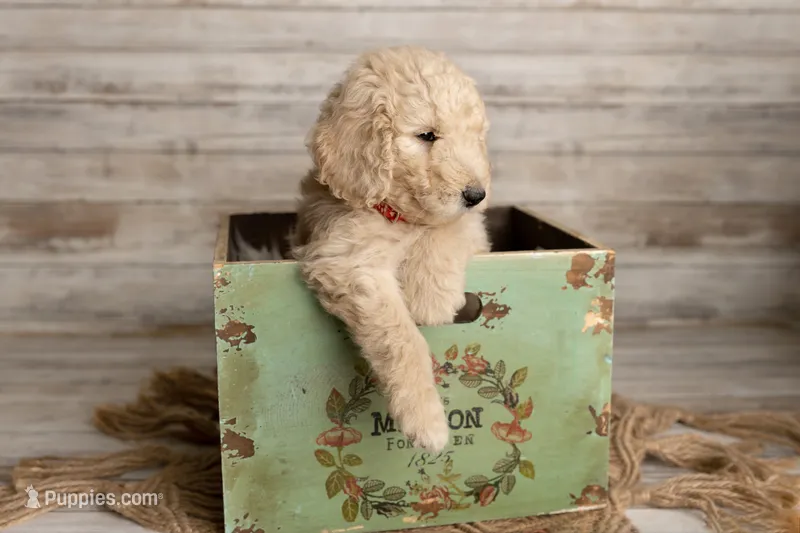 Red Male – Goldendoodle puppy for sale in Colorado Springs, CO