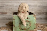 Red Male, a male Goldendoodle for sale in Colorado Springs, CO – 1 of 2