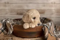 Light Pink Female, a female Goldendoodle for sale in Colorado Springs, CO – 3 of 3