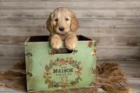 Green Male, a male Goldendoodle for sale in Colorado Springs, CO – 3 of 3