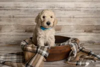 Blue Male, a male Goldendoodle for sale in Colorado Springs, CO – 3 of 3