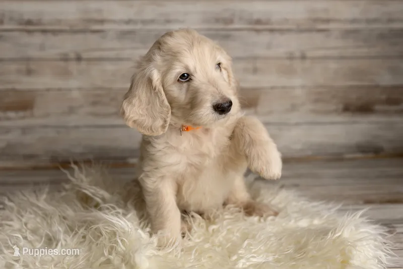 Orange Male – Goldendoodle puppy for sale in Colorado Springs, CO