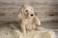 Orange Male, a male Goldendoodle for sale in Colorado Springs, CO – 1 of 2