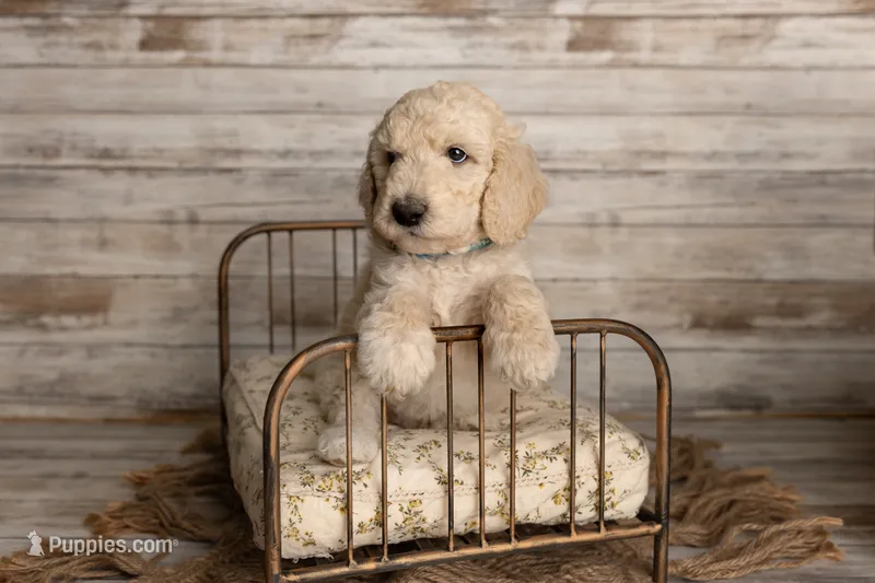 Blue Male – Goldendoodle puppy for sale in Colorado Springs, CO
