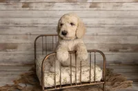 Blue Male, a male Goldendoodle for sale in Colorado Springs, CO – 1 of 3