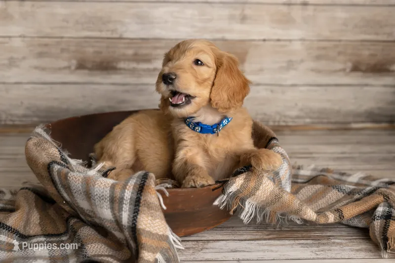 Dark Blue Male – Goldendoodle puppy for sale in Colorado Springs, CO