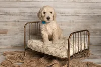 Blue Male, a male Goldendoodle for sale in Colorado Springs, CO – 2 of 3