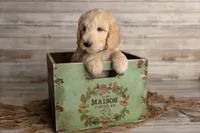 Black Male, a male Goldendoodle for sale in Colorado Springs, CO – 2 of 2