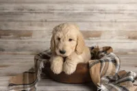 Black Male, a male Goldendoodle for sale in Colorado Springs, CO – 1 of 2