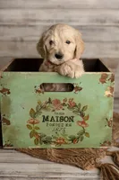 Light Pink Female, a female Goldendoodle for sale in Colorado Springs, CO – 2 of 3