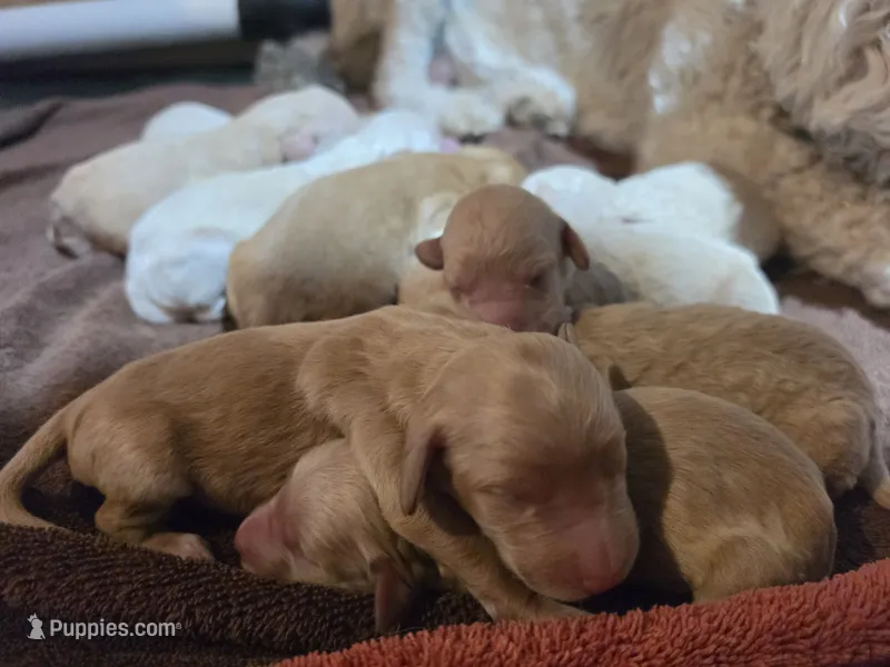 Pink Female – Goldendoodle puppy for sale in Colorado Springs, CO