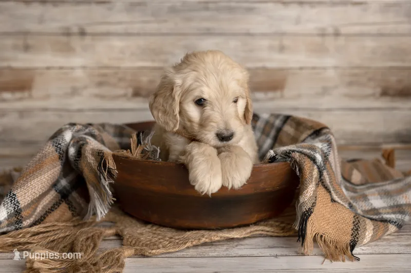 Light Pink Female – Goldendoodle puppy for sale in Colorado Springs, CO