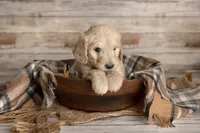 Light Pink Female, a female Goldendoodle for sale in Colorado Springs, CO – 1 of 3