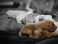 Yellow Male, a male Goldendoodle for sale in Colorado Springs, CO – 1 of 1