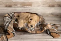 Dark Blue Male, a male Goldendoodle for sale in Colorado Springs, CO – 3 of 3
