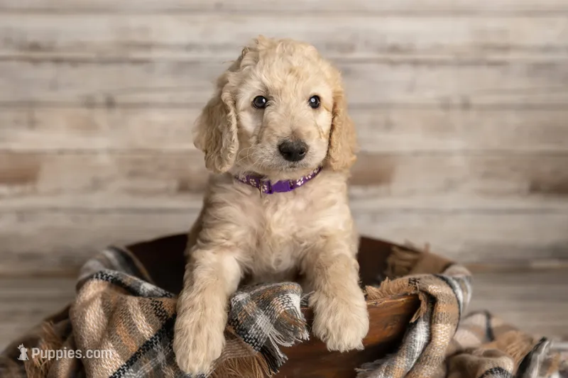 Purple Female – Goldendoodle puppy for sale in Colorado Springs, CO