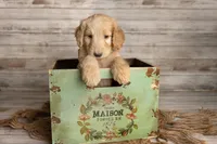 Lime Green Male, a male Goldendoodle for sale in Colorado Springs, CO – 3 of 3