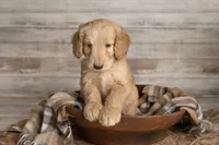 Lime Green Male, a male Goldendoodle for sale in Colorado Springs, CO – 2 of 3