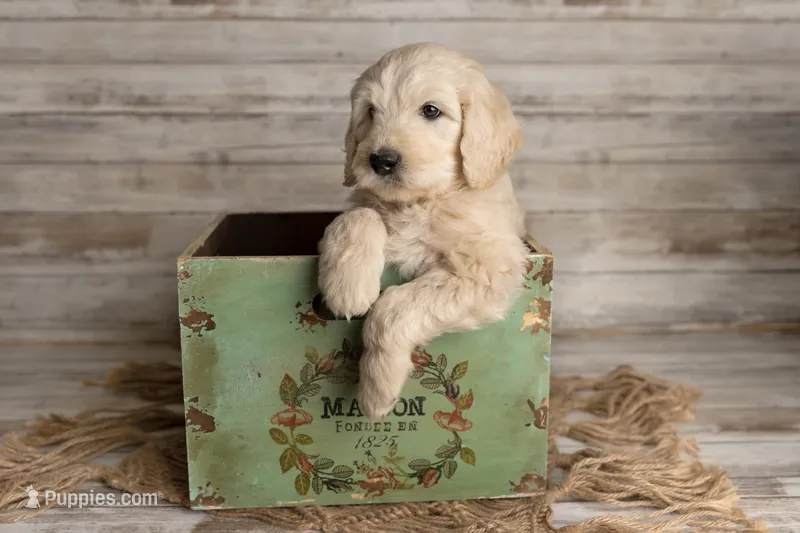 Yellow Male – Goldendoodle puppy for sale in Colorado Springs, CO