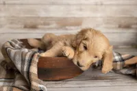 Dark Blue Male, a male Goldendoodle for sale in Colorado Springs, CO – 2 of 3