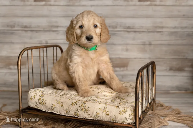Green Male – Goldendoodle puppy for sale in Colorado Springs, CO