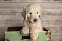 Yellow Male, a male Goldendoodle for sale in Colorado Springs, CO – 2 of 3