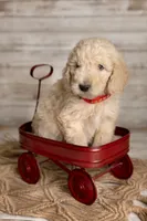 Red Male, a male Goldendoodle for sale in Colorado Springs, CO – 2 of 2