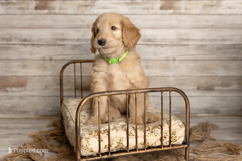 Lime Green Male – Goldendoodle puppy for sale in Colorado Springs, CO