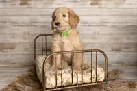 Lime Green Male, a male Goldendoodle for sale in Colorado Springs, CO – 1 of 3
