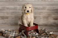Yellow Male, a male Goldendoodle for sale in Colorado Springs, CO – 3 of 3