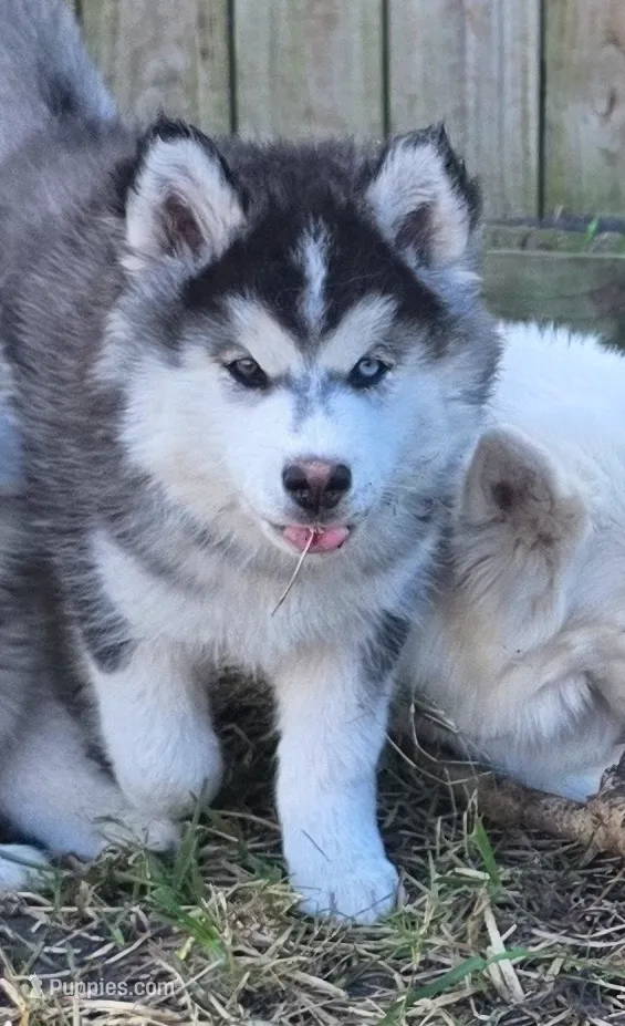 Echo, a female Siberian Husky for sale in Port Saint Lucie, FL – Photo 3 of 3