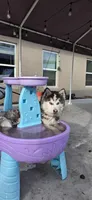 Akira, a female Siberian Husky for sale in Port Saint Lucie, FL – Photo 6 of 7