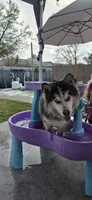 Akira, a female Siberian Husky for sale in Port Saint Lucie, FL – Photo 5 of 7