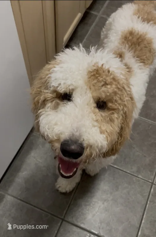 Silas – Goldendoodle puppy for sale in Gainesville, FL