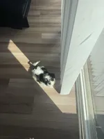 Oreo, a male Shih Tzu for sale in Budd Lake, NJ – Photo 2 of 2