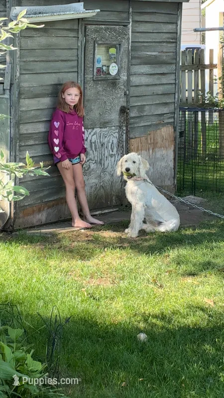 Curly Sue – Labradoodle, Sheepadoodle puppy for sale in Merrill, WI