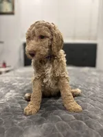 Milo, a male Labradoodle for sale in San Diego, CA – Photo 2 of 4