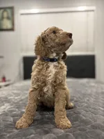 Milo, a male Labradoodle for sale in San Diego, CA – Photo 4 of 4